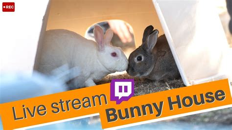 rabbit cam|Free Video Chat